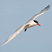 Caspian Tern